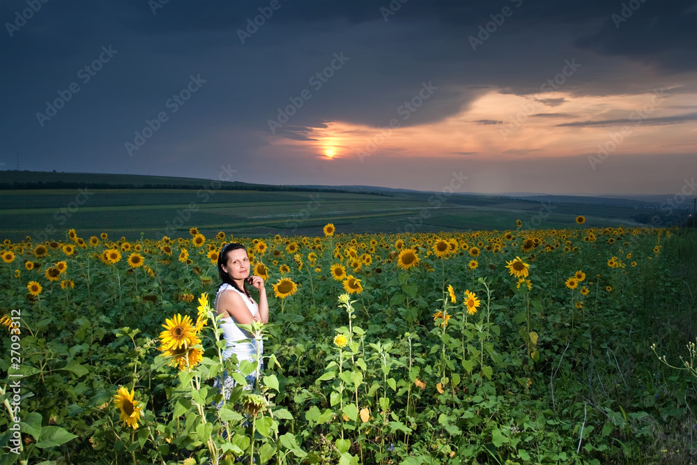 sunflower field sunflower field