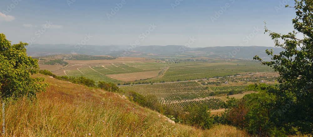 valley vineyard in the summer