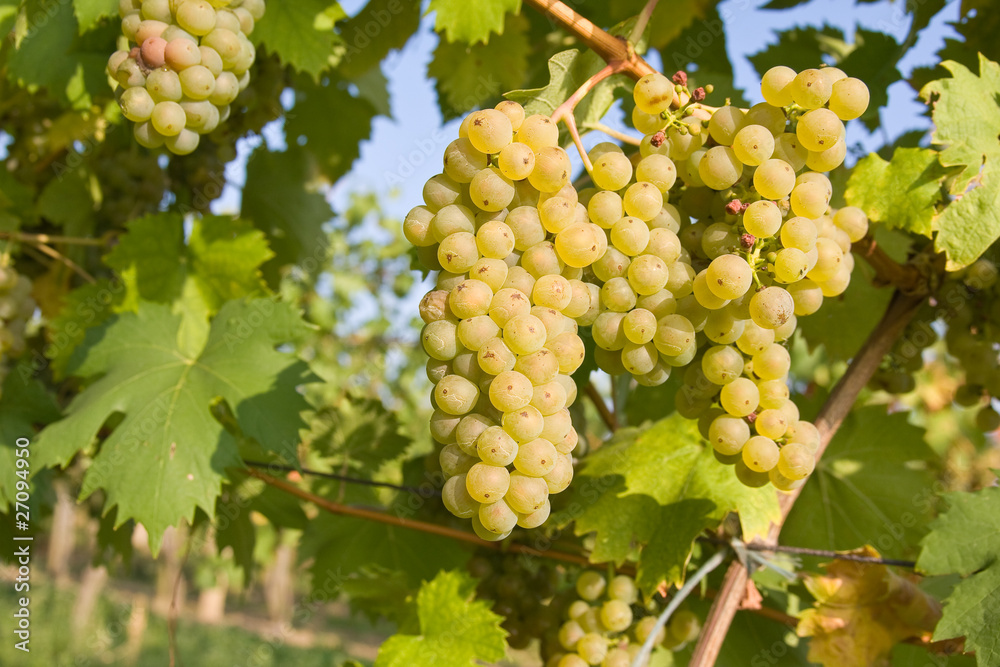 bunch of ripe grapes on grapevine right before harvest bunch of ripe grapes on grapevine right before harvest
