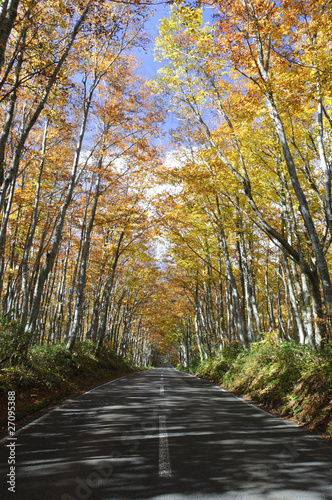 八甲田　紅葉の道