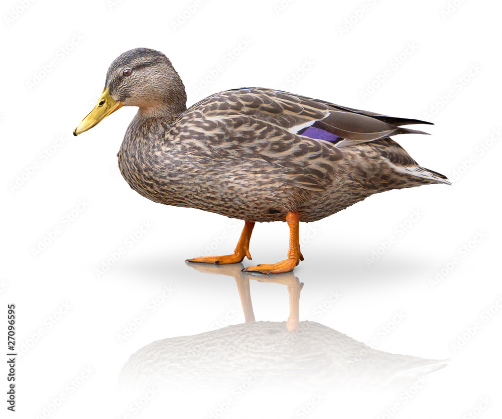 Obraz premium Stock Ente