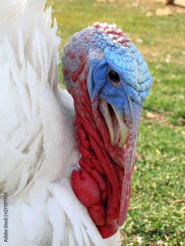 Turkey's head with white plumage.
