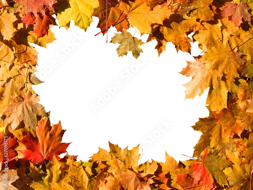 Frame of maple leaves.