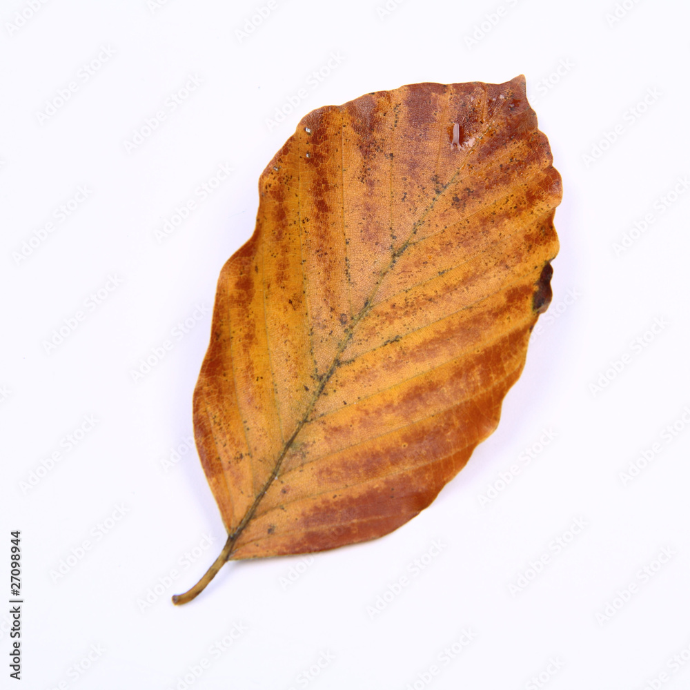 Fototapeta premium Autumn beech leaf on white background