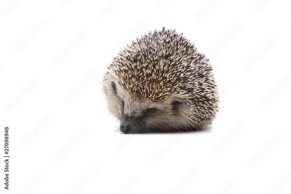 Obraz premium Igelchen