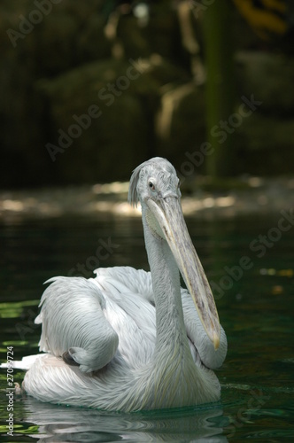 Pelican photo