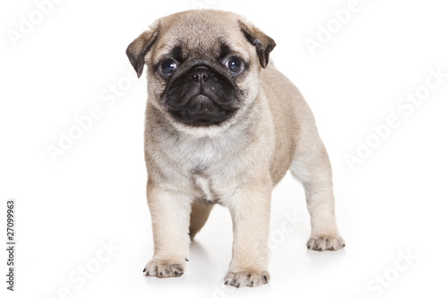 Pug puppy on white background