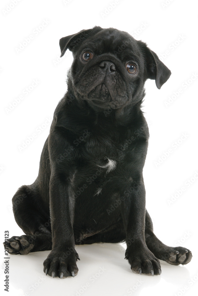 Obraz premium Pug dog on a white background