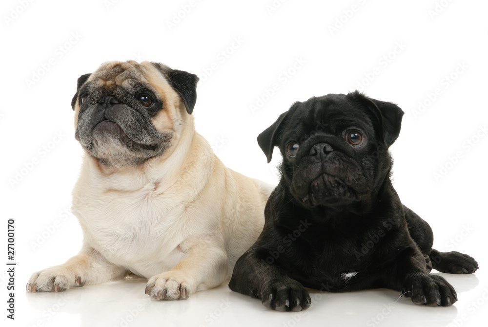 Two Pug dogs on a white background