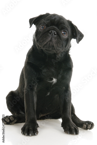 Pug dog on a white background