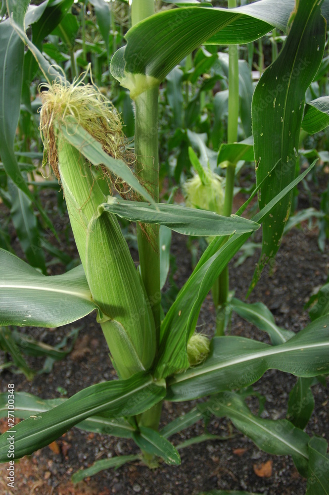 Maize Maize