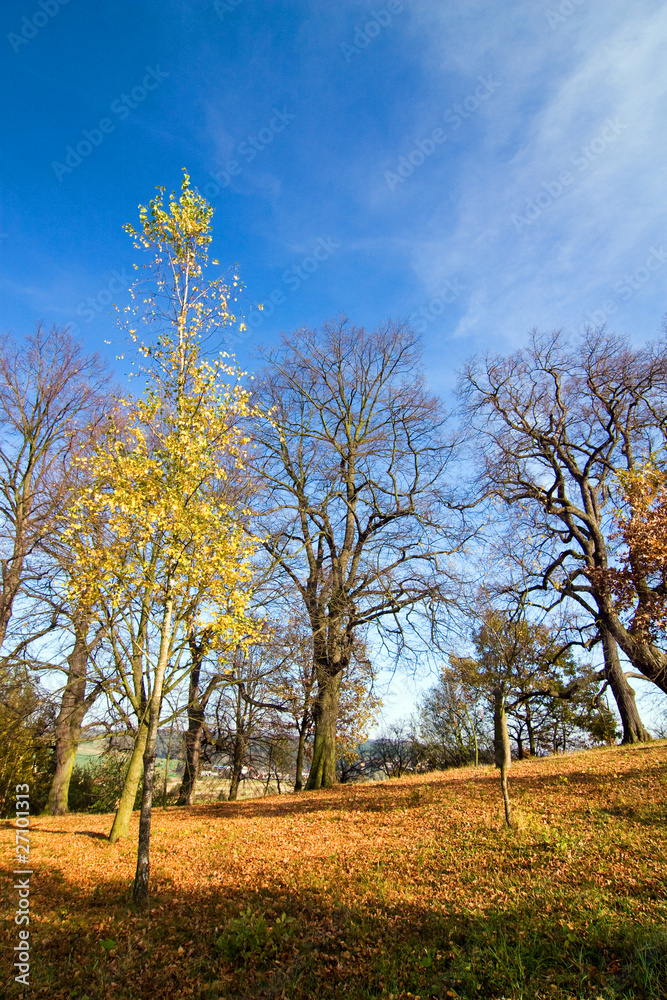 Autumn trees