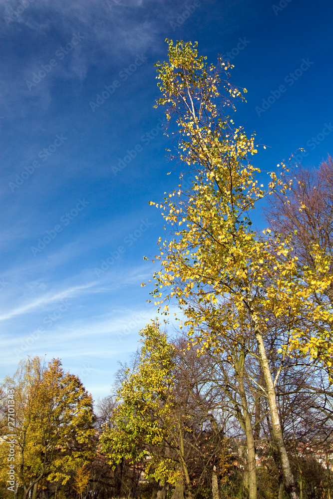 Autumn trees