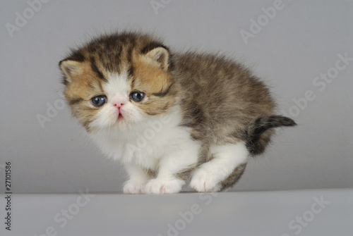 Chat / Race : Exotic Shorthair / Robe : Brown Mackerel Tabby © coulanges