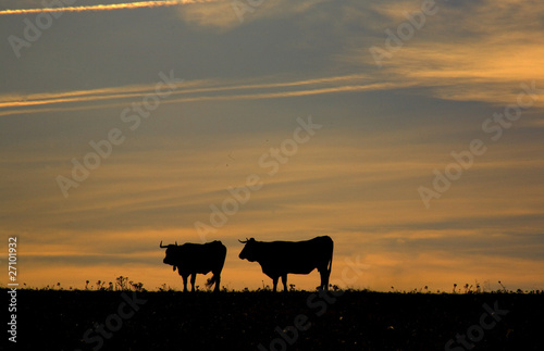 Cabestros a atardecer