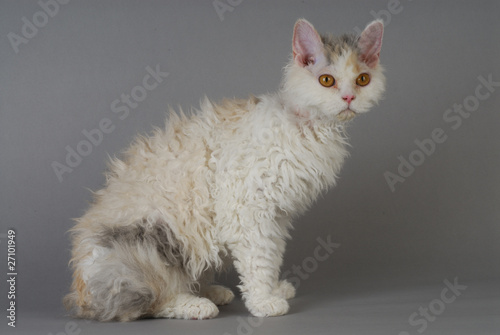 Obraz na płótnie Chat / Race : Selkirk Rex Poils longs