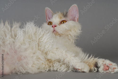 Schilderij op canvas Chat / Race : Selkirk Rex Poils longs