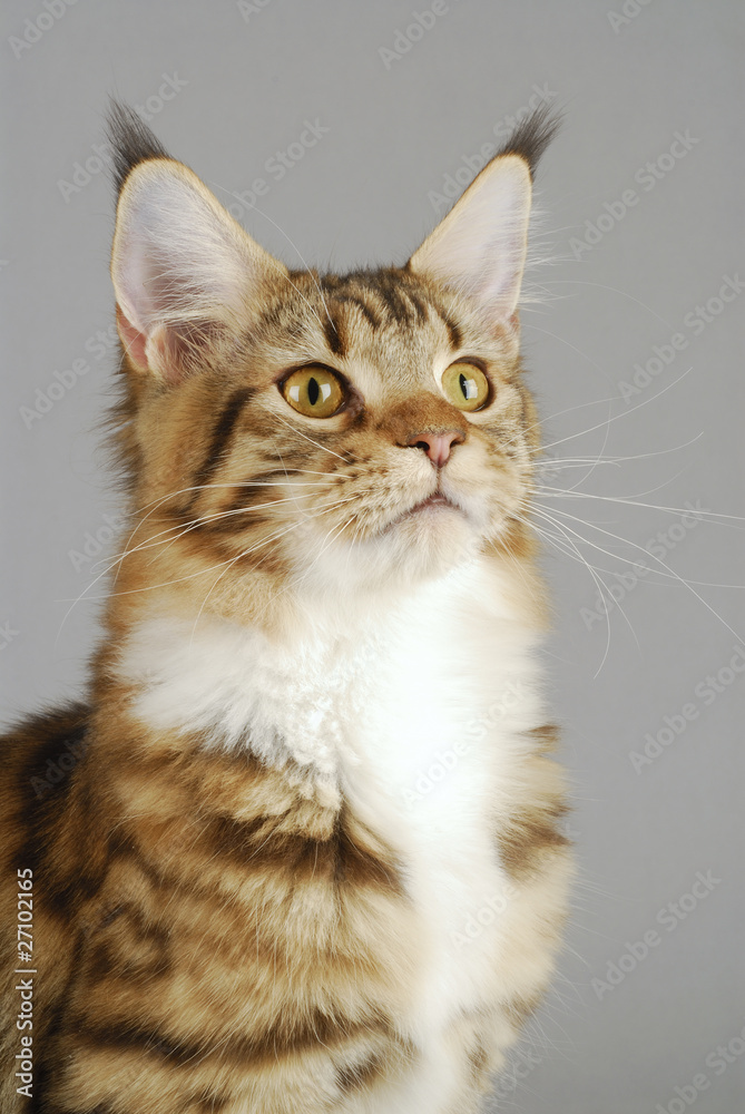 Chat / Race : Maine Coon / Robe : Brown Mackerel Tabby et Blanc Stock Photo  | Adobe Stock