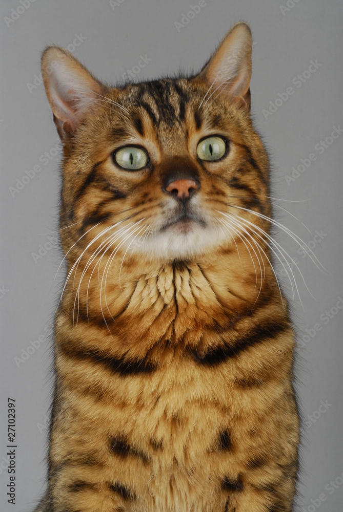 Chat / Race : Bengal / Robe : Brown Spotted Tabby