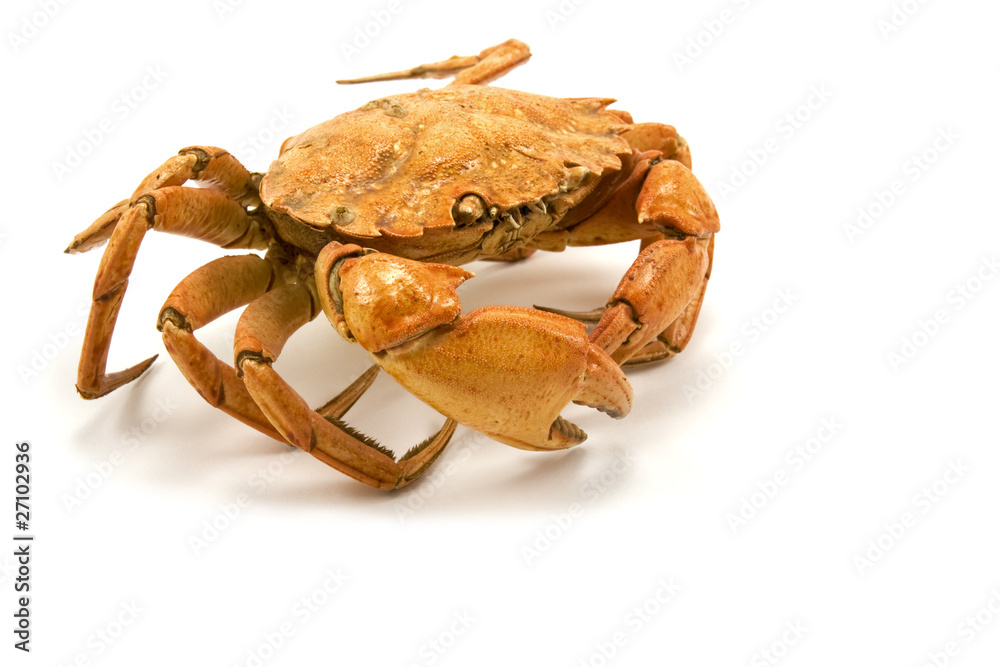 brown cooked crab isolated on white background brown cooked crab isolated on white background