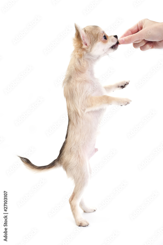 Chihuahua puppy standing on hind legs