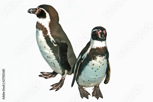Zwergpinguine,penguine