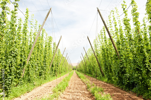 Quadro su tela hops garden, Czech Republic
