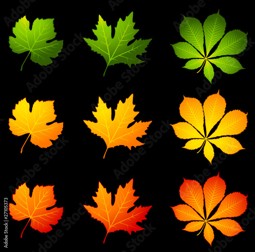 Black background with autumnal leave.