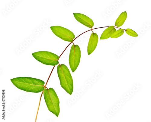 vine isolated on white background