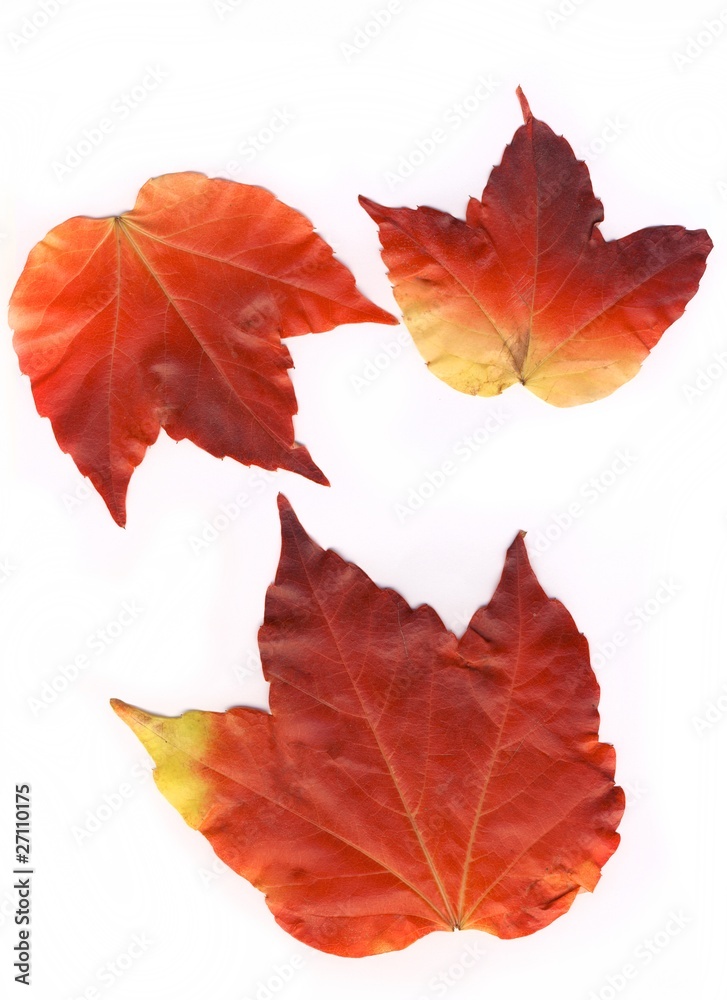 Obraz premium Autumn leafs