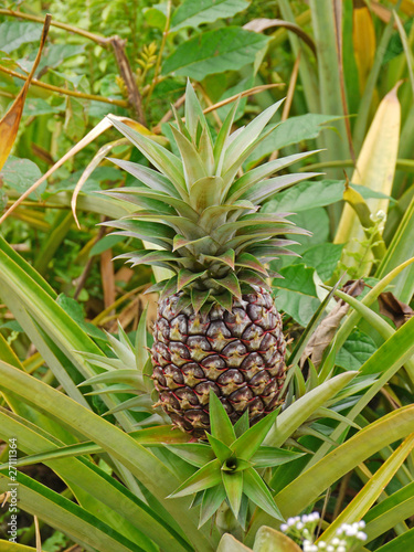 Ananas-staude