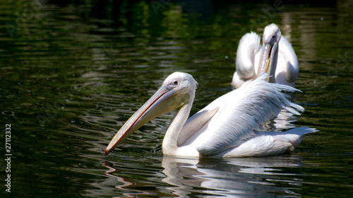 White pelicans