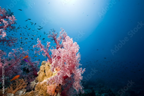 Fish  coral and ocean