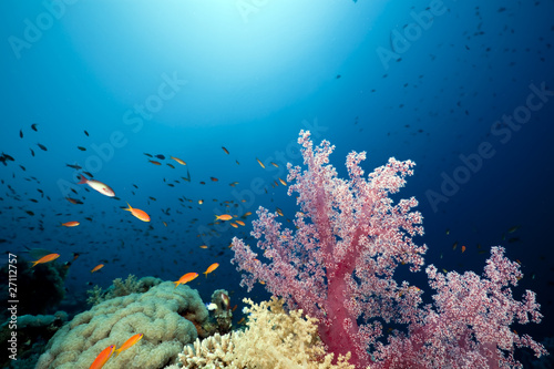Fish, coral and ocean
