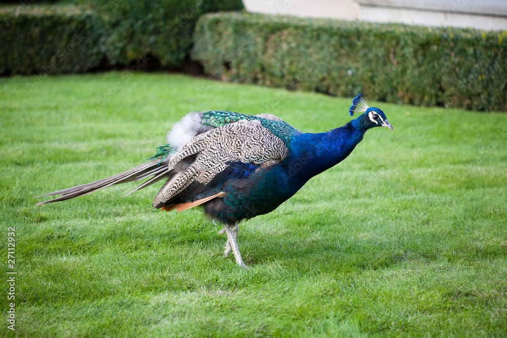 Fototapeta premium Peacocks walking on the green grass in the park