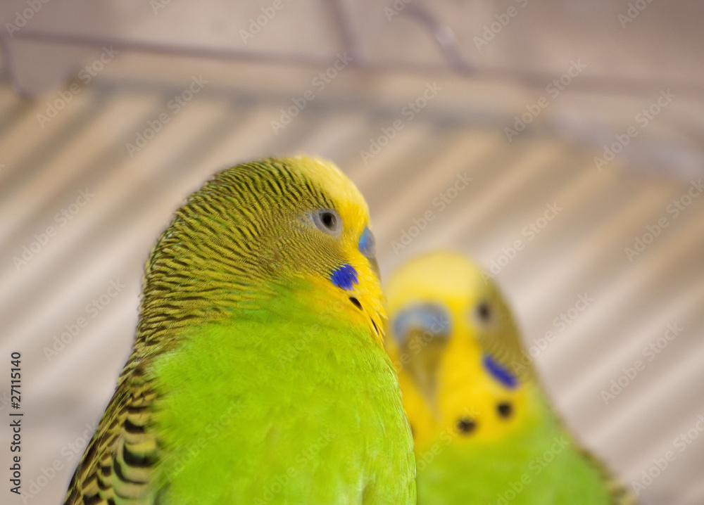 Fototapeta premium Close-up of Australian parakeets