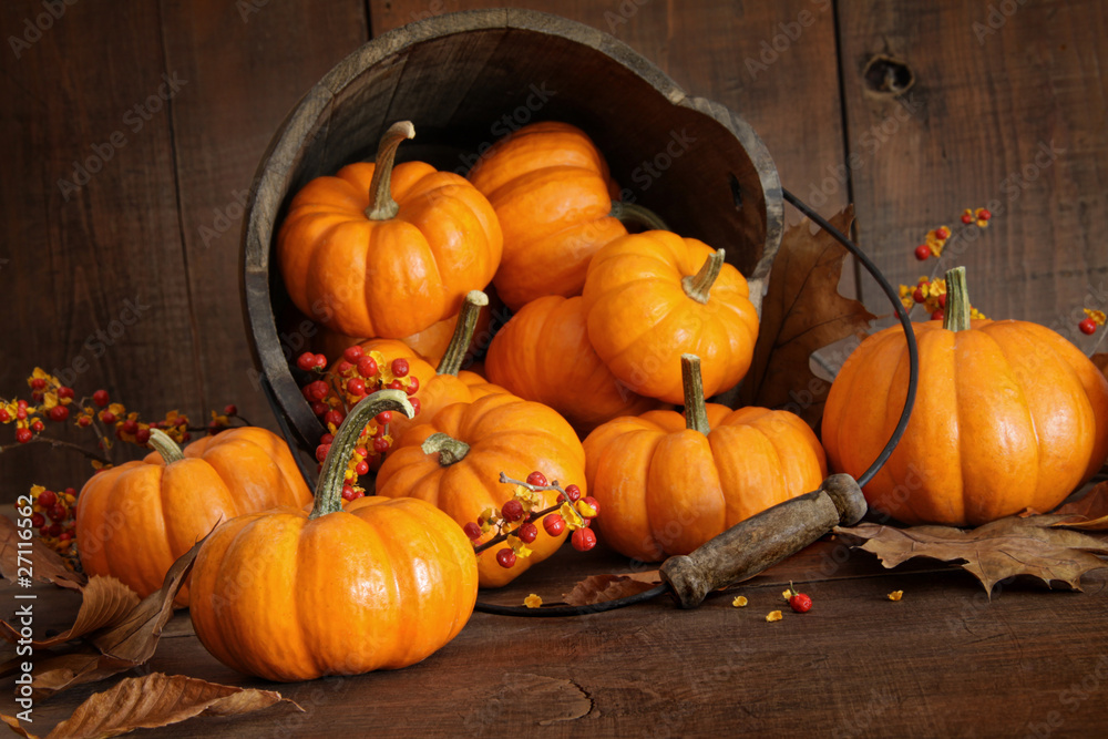 Wooden bucket filled with tiny pumpkins - obrazy, fototapety, plakaty 