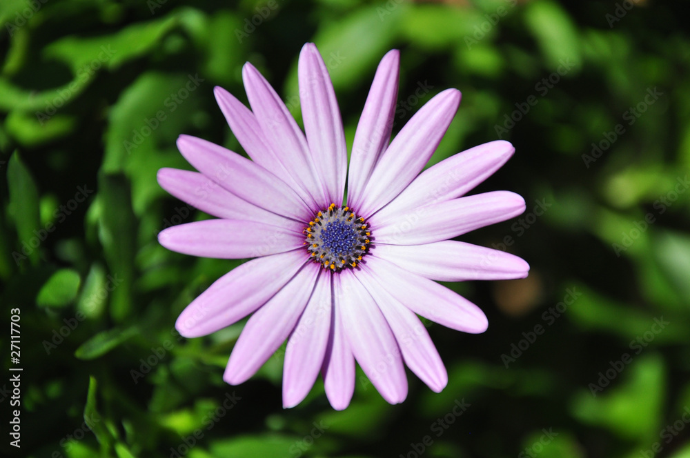 Cape Daisy Cape Daisy