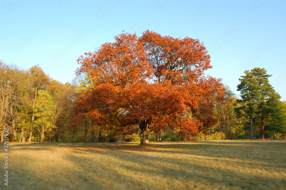 Fototapeta premium The autumn tree with red leafs in park, Ukraine