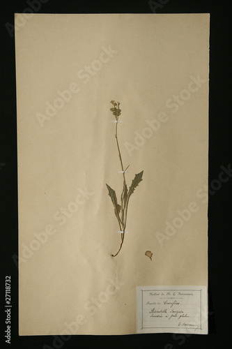 herbier crucifère biscutella photo