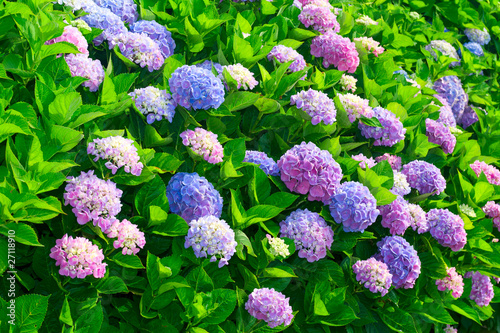 rhododendron
