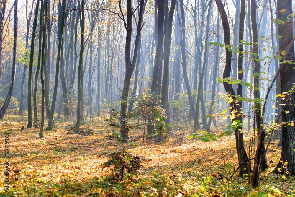 Fototapeta premium forest