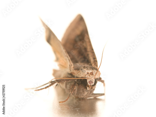 Night hawk moth