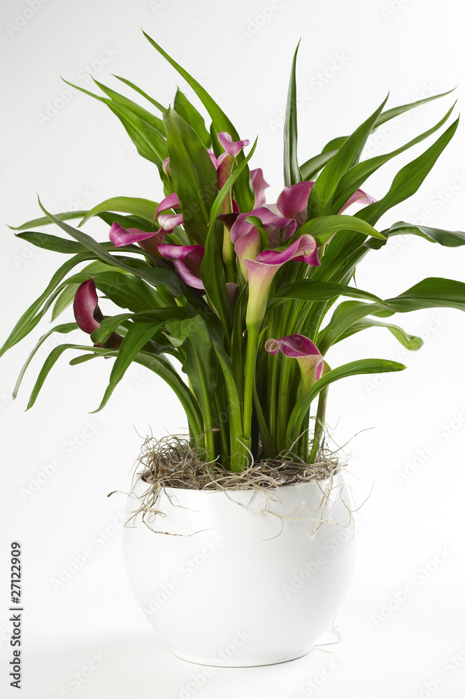 Purple flower in white pot