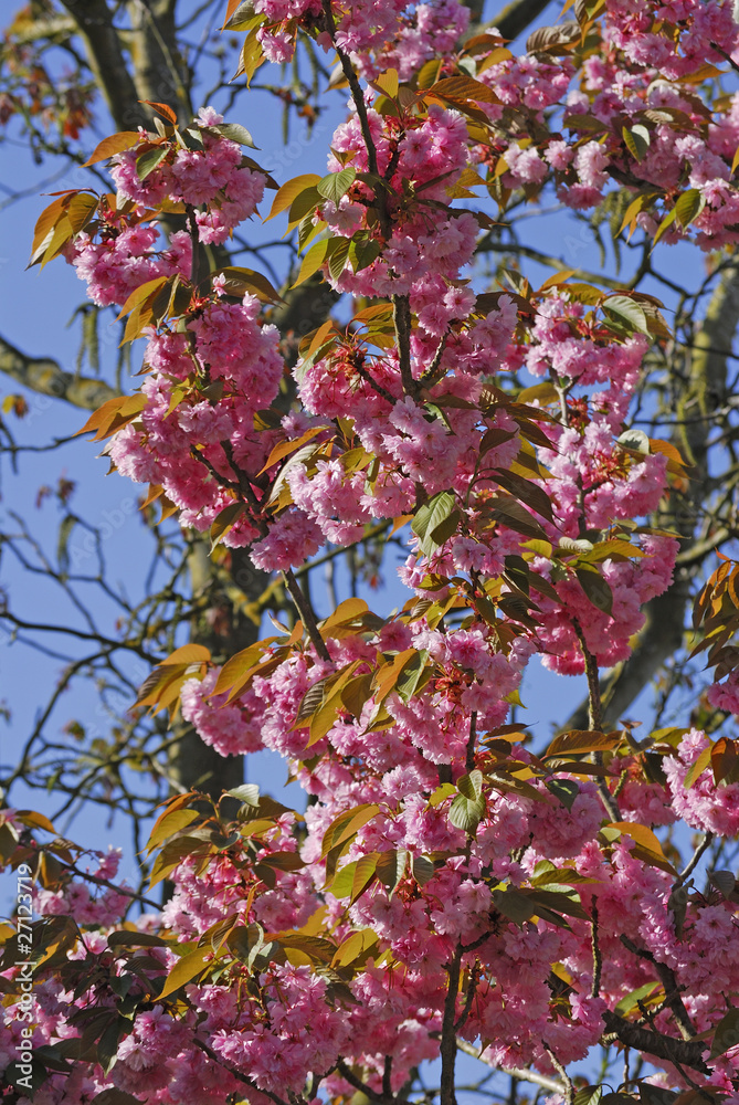 Prunus x / Prunier décoratif Prunus x / Prunier décoratif
