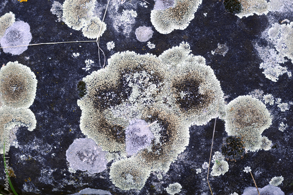 Fototapeta premium Ossidato