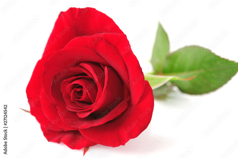 Rose Rose