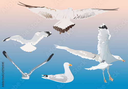 five gulls on blue background