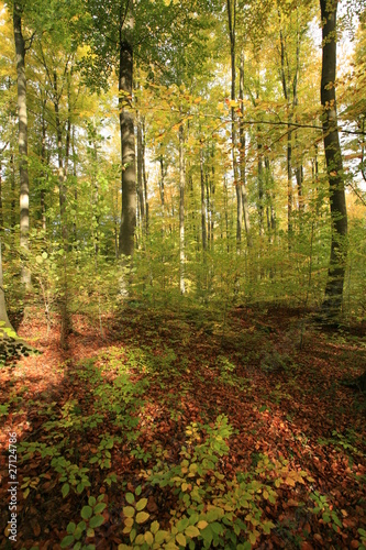 Herbstwald 2 © Peterb