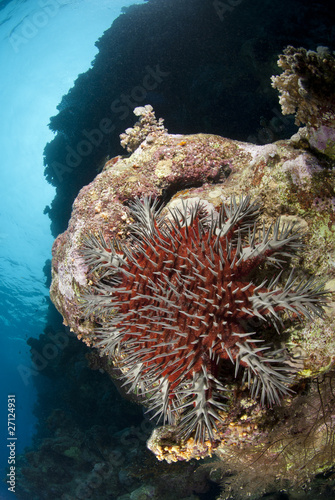 фотографія A large Crown-of-thorns starfish, damaging to coral reef.